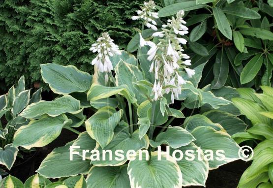 Hosta Great Arrival